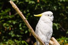 Yellow-crested Cockatoo Stock Photo