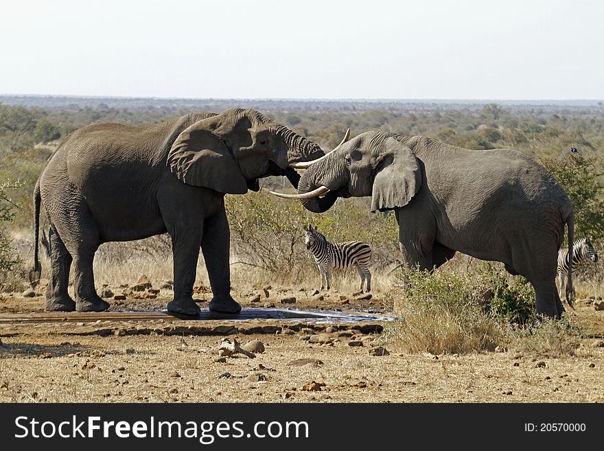 Two Elephants and zebra at waterhole drinking water. Two Elephants and zebra at waterhole drinking water