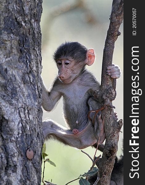 Young baboon in tree display