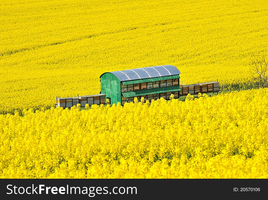 Rapeseed flowers