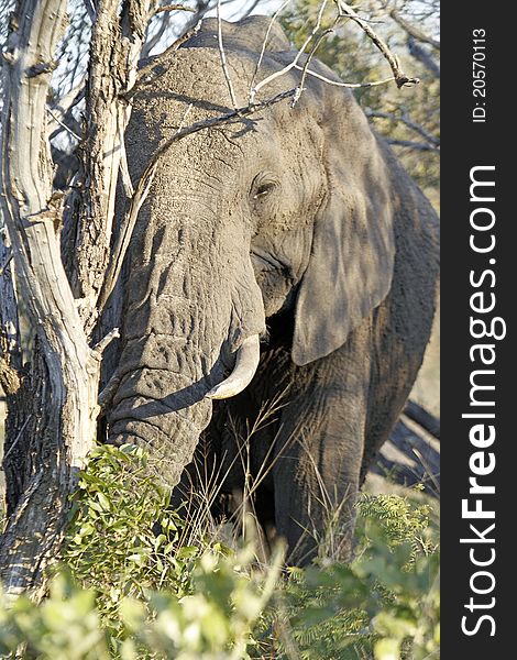 Elephant push tree in kruger park