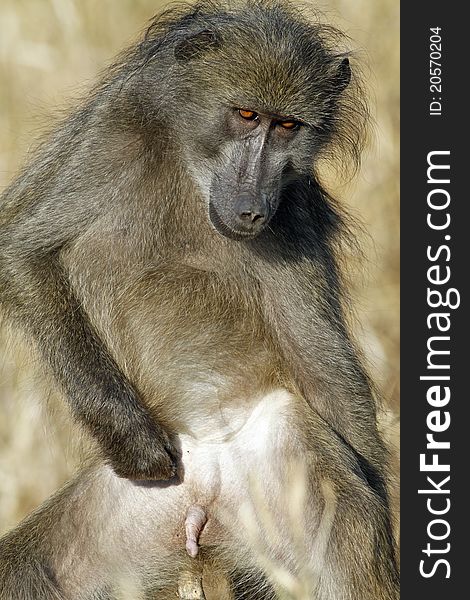 Chacma baboon (Papio cynocephalus ursinus), Kruger National Park