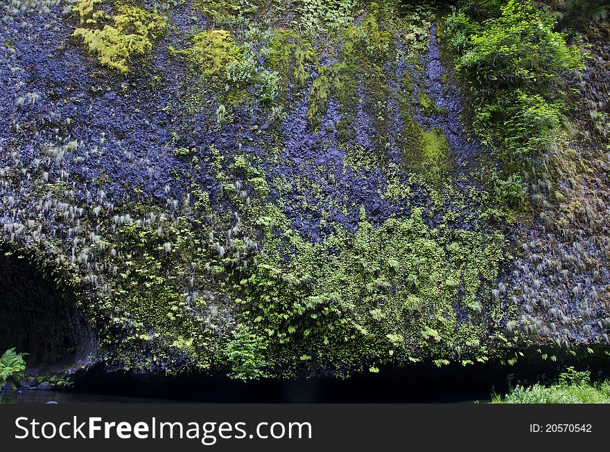 Ferns and moss on dark rocks