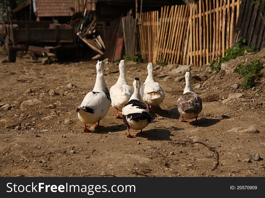 Ducks at a farm in country side Romania