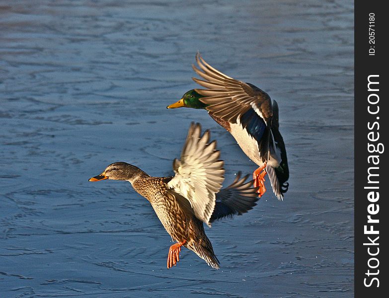 Mallard Couple Coming In For Landing