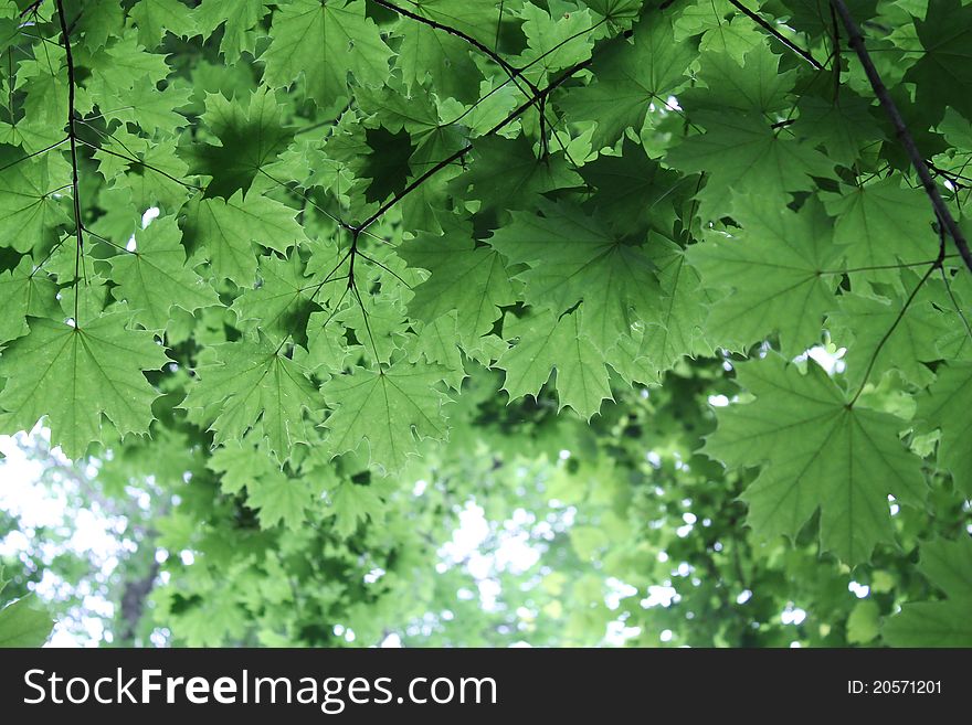 Sun shining through bright green maple leaves