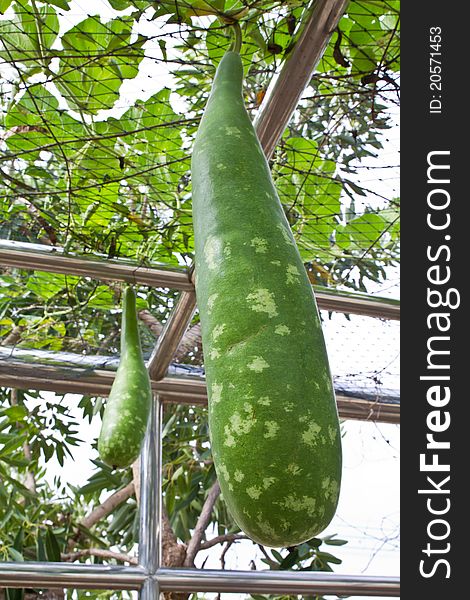 Gourd vegetable hanging on the roof net in the garden