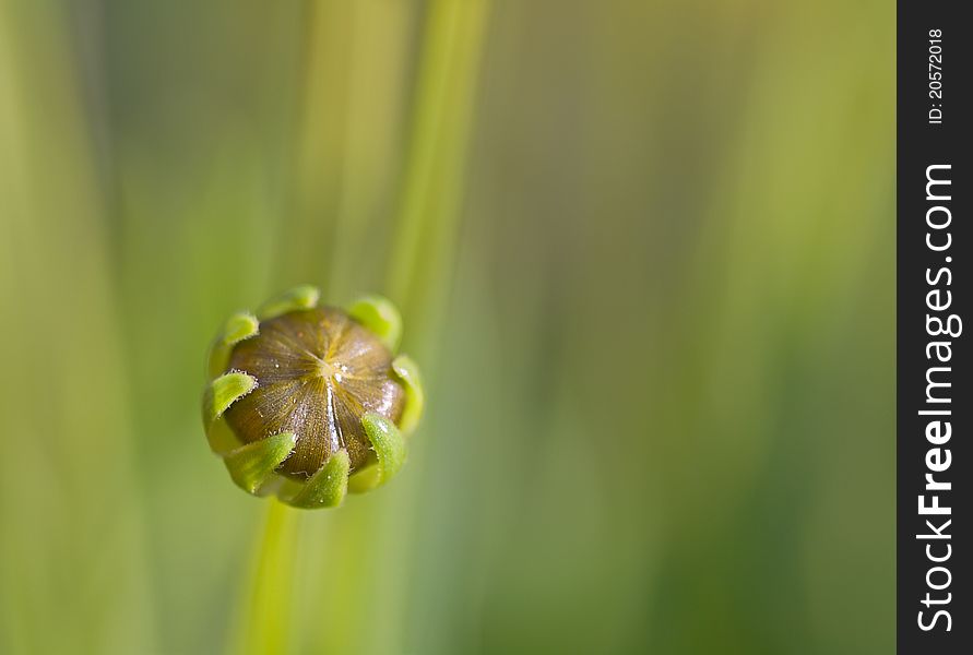 Macro shot of a little poppyseed against a blurred background. Macro shot of a little poppyseed against a blurred background.