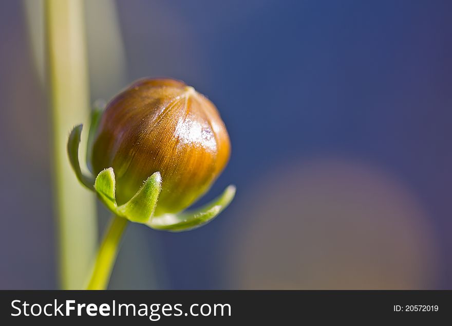 Macro Shot Of A Poppyseed.