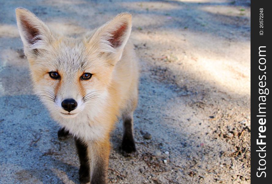 A beautiful fox kit coming up to say hello