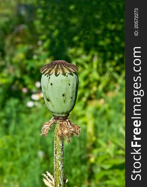 Poppy seed box after finish of blossoming. Poppy seed box after finish of blossoming.