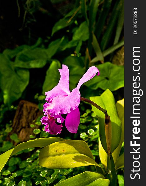 Pink orchid in the garden near RzeszÃ³w Poland. Pink orchid in the garden near RzeszÃ³w Poland.