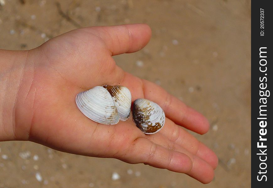 Child holding a handful of mollusk shells from a southwest irrigation ditch. Child holding a handful of mollusk shells from a southwest irrigation ditch