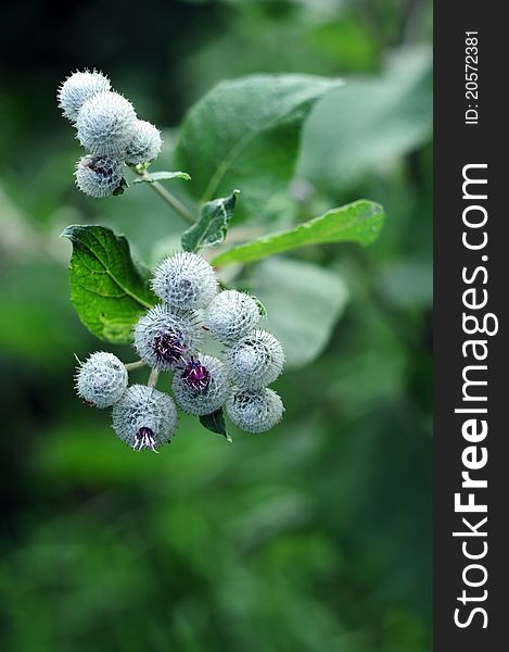 An image of a green plant of burdock