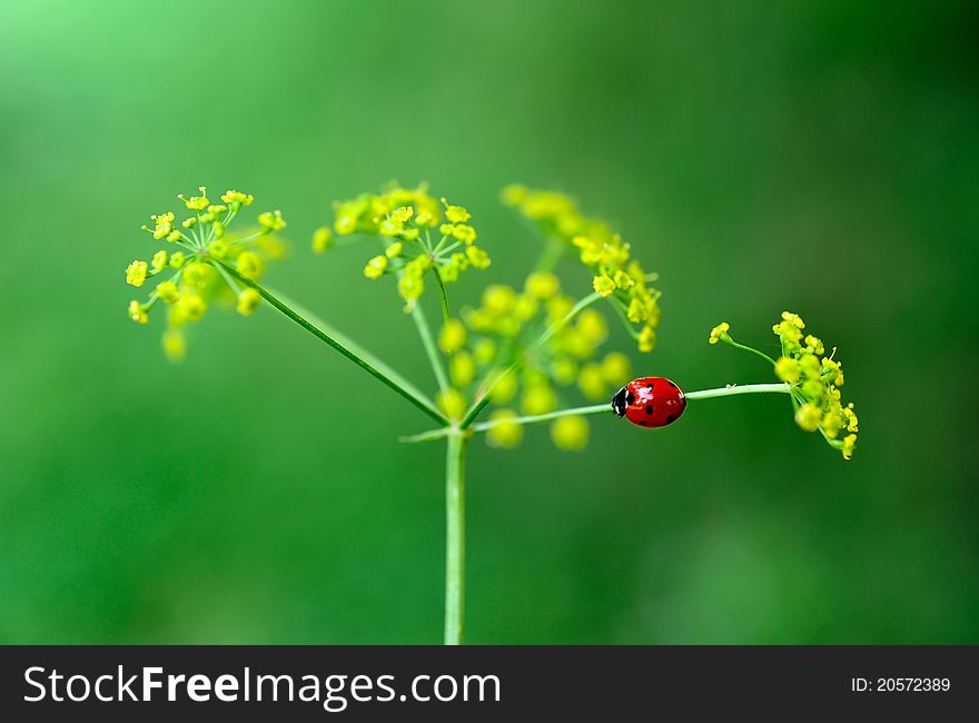 An image of a tiny red ladybird on a plant