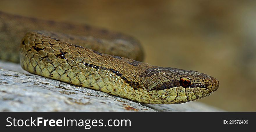 Close-up of smooth snake (Coronella austriaca), an European harmless species