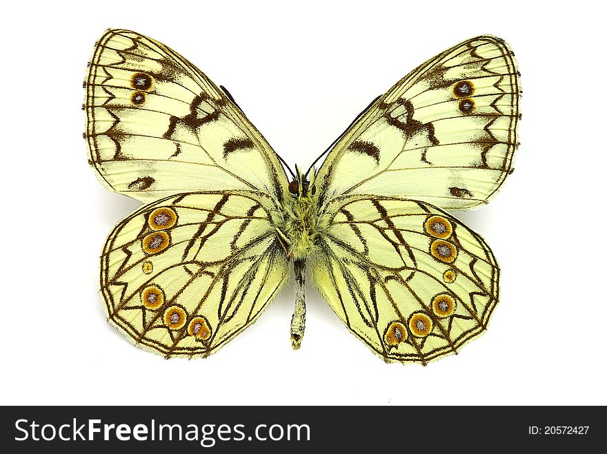 Lower side of the Italian marbled white (Melanargia arge)