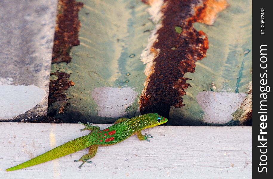 Beautiful photo of a gecko in Hawaii