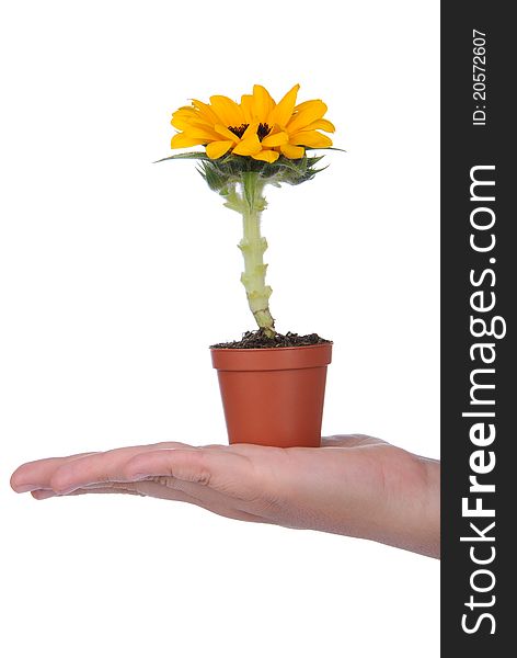 Hand holding pot with small sunflower on white background. Hand holding pot with small sunflower on white background