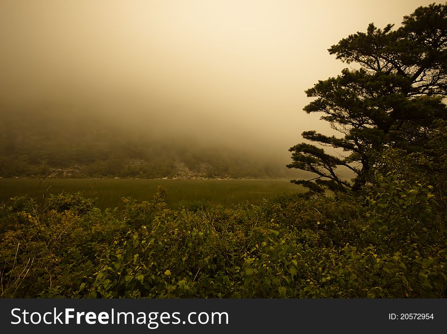 Dark fog over marshy land with a bent tree in the foreground