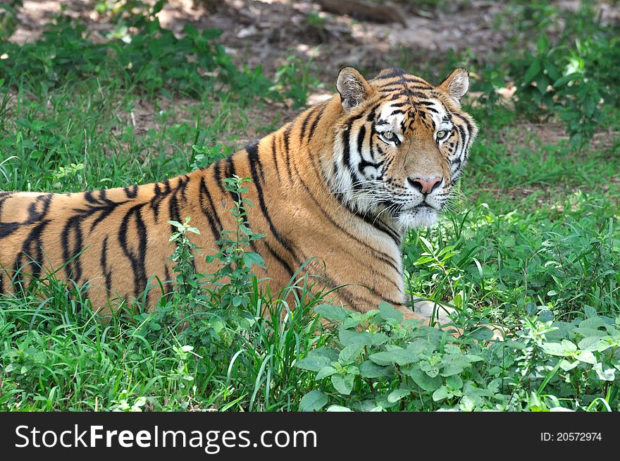 A China Southern tiger is resting on grass under shadow, shown as beautiful fur and featured face. A China Southern tiger is resting on grass under shadow, shown as beautiful fur and featured face.