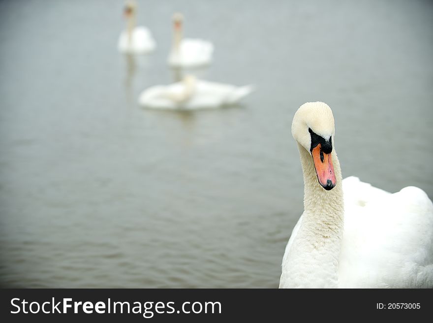 Irondequoit Bay, home to a wonderful group of beautiful swans. Irondequoit Bay, home to a wonderful group of beautiful swans.