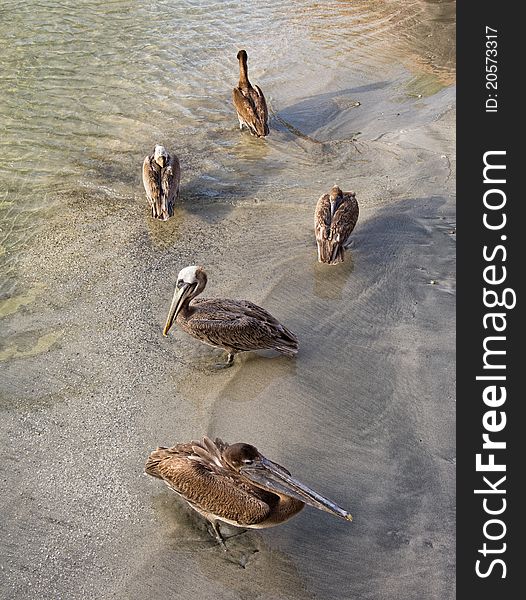 Pelicans Group