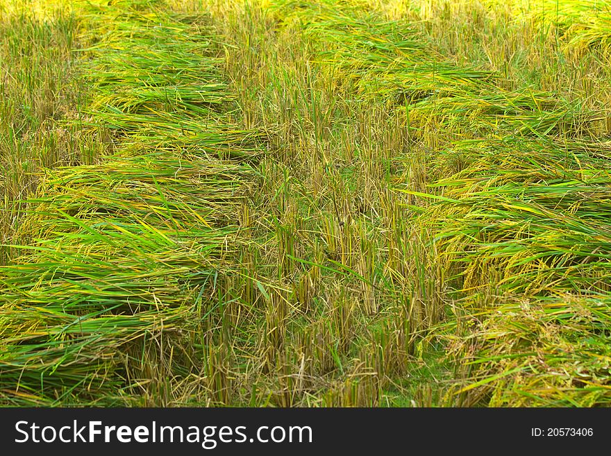 Row Of Paddy Rice After Cut Process