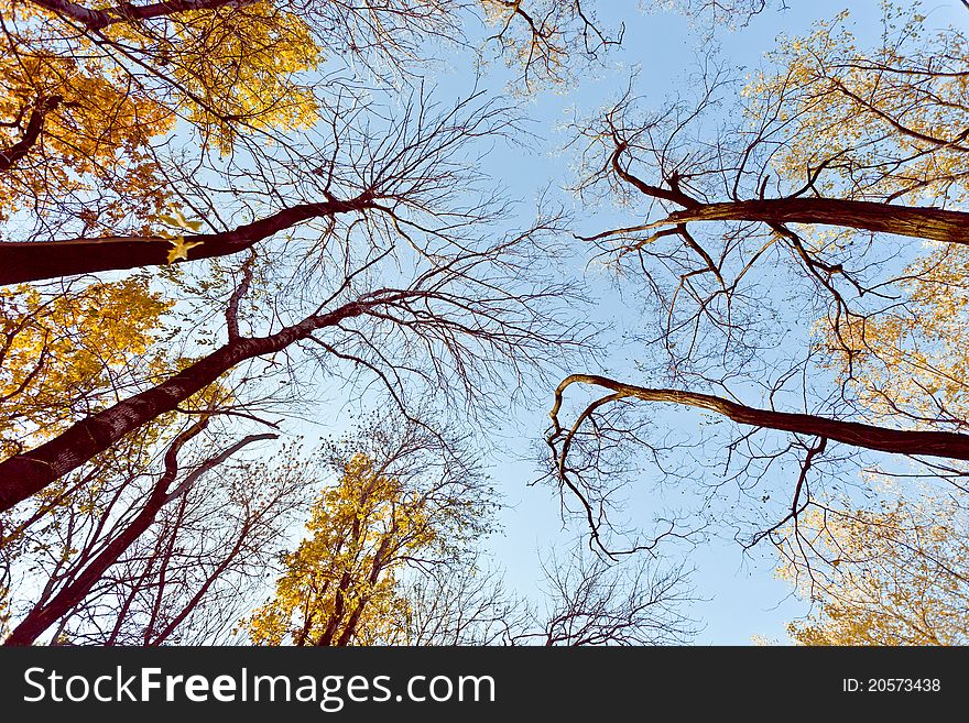 Sky's the limit is the description of this image as the trees reach to the heavens