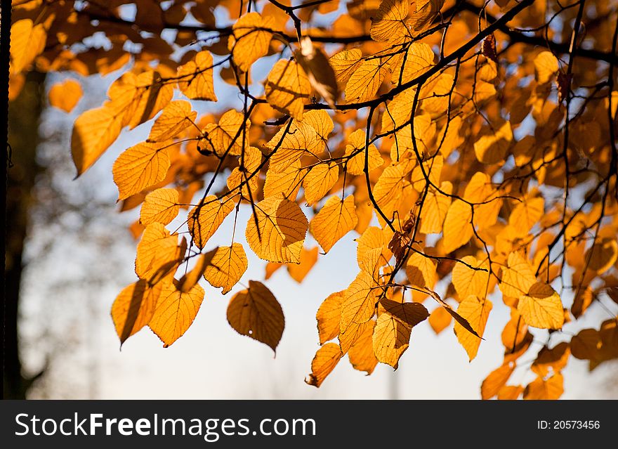 Autumn leaves background in a sunny day