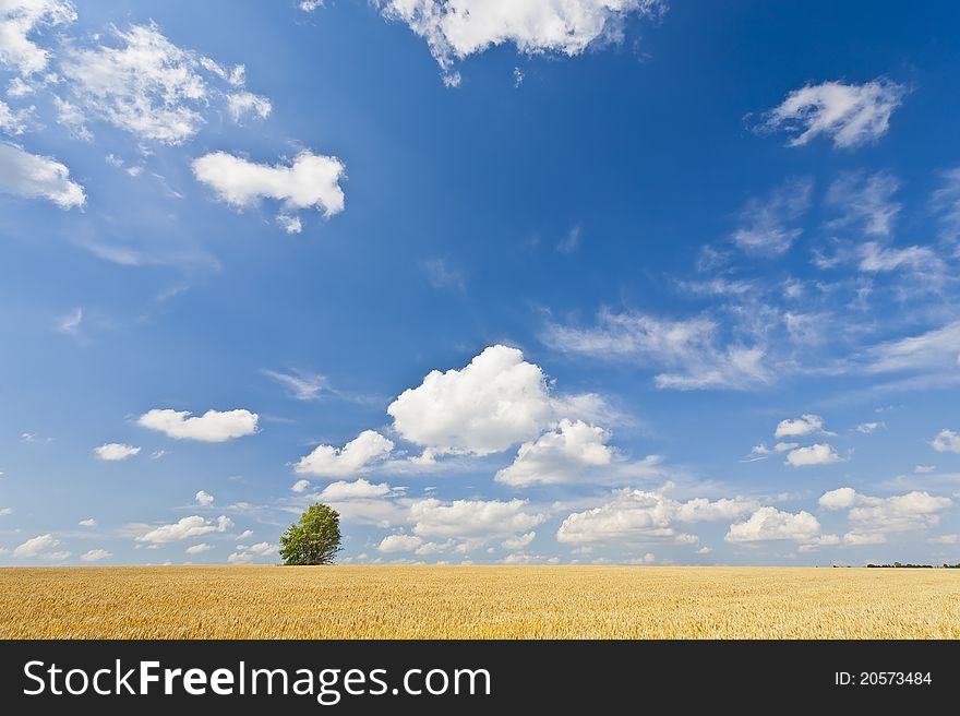 Alone tree in wheat field over cloudy blue sky