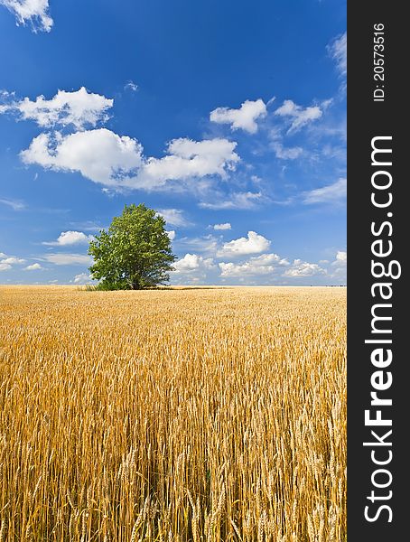 Alone tree in wheat field over cloudy blue sky