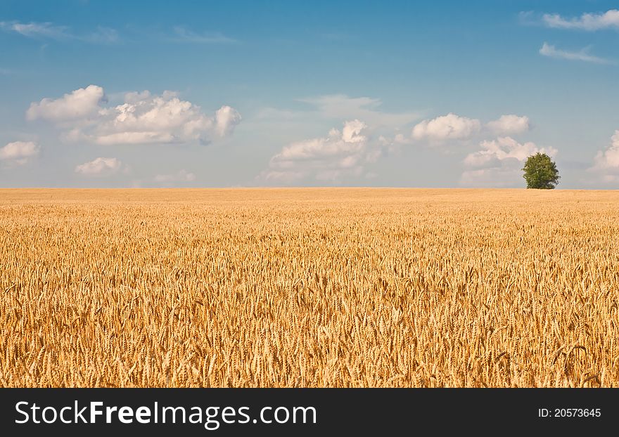 Alone Tree In Wheat Field