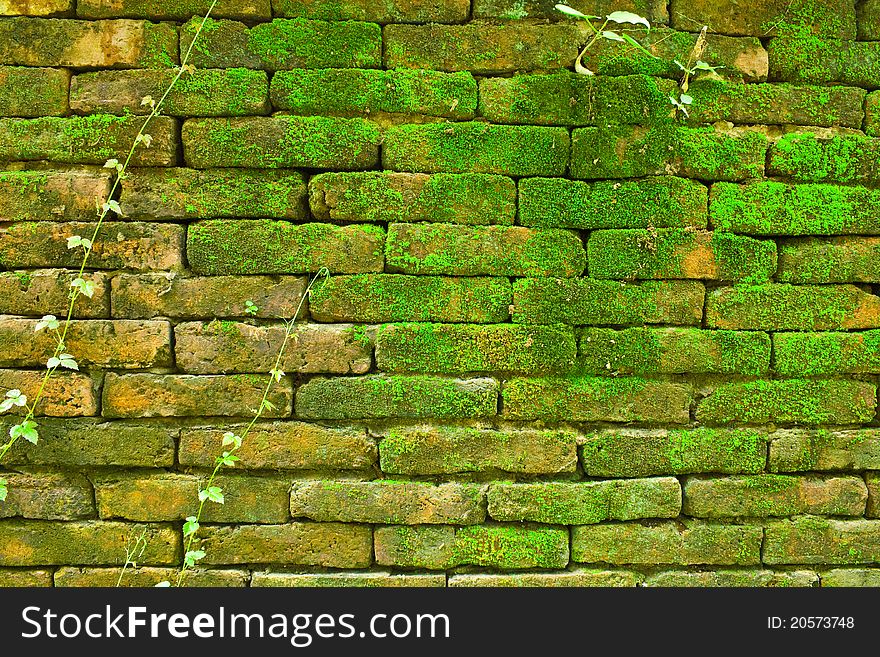 Natural Style On Old Wall