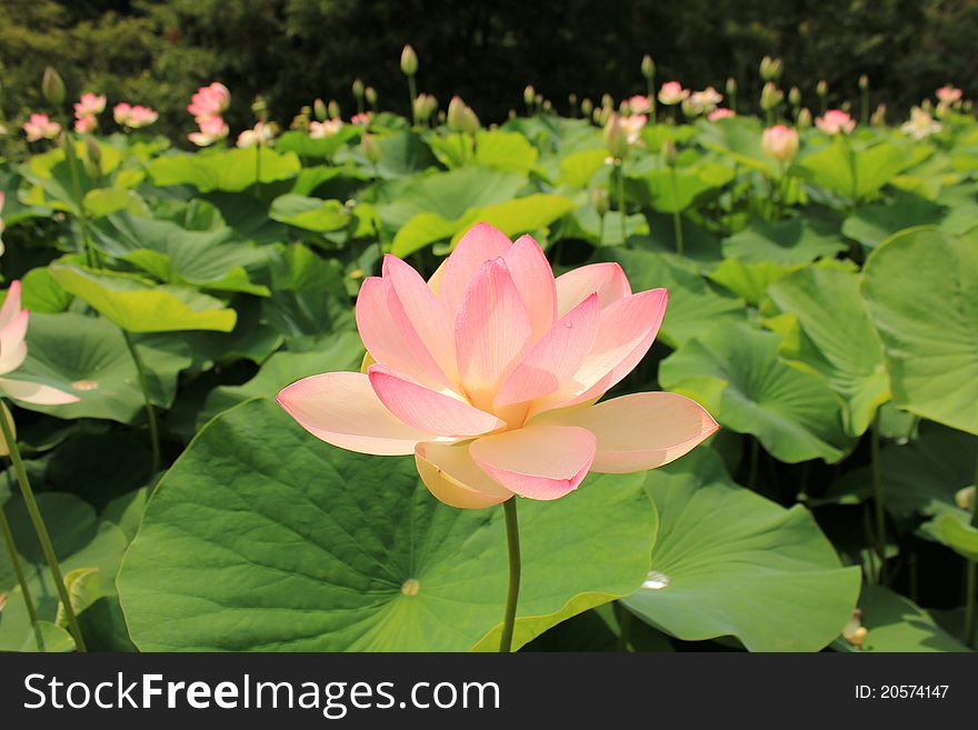 Large lotus flower on the background of many flowers