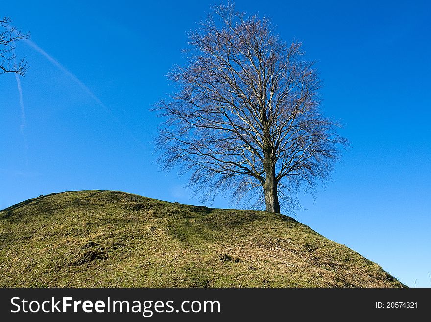 Solitary lonely tree on grassy hill