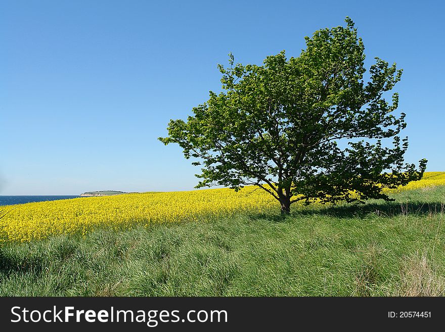 Solitary lonely tree on a hill perfect summer nature background image