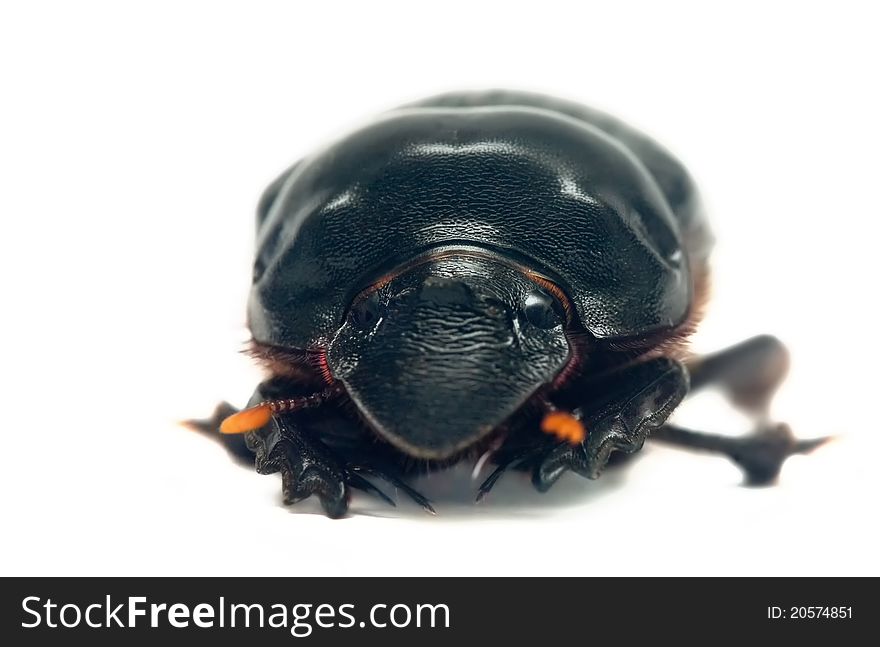 Dung beetle on a white background, shot in Costa Rica