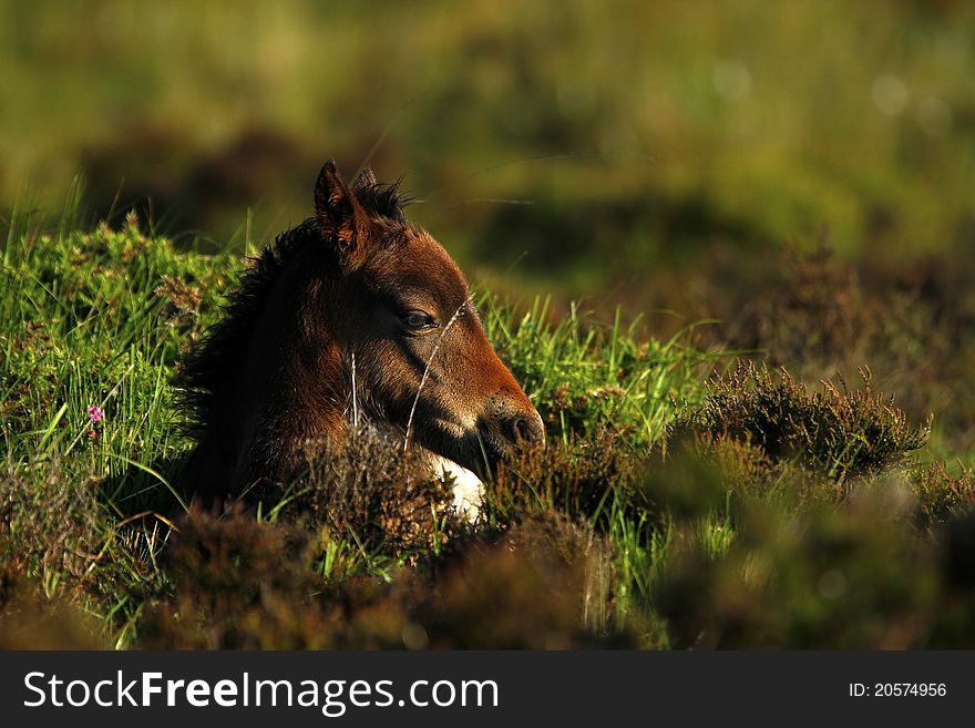 Dartmoor Foal resting in the heather, which is an indigenous plant on Dartmoor South Devon. Dartmoor Foal resting in the heather, which is an indigenous plant on Dartmoor South Devon.