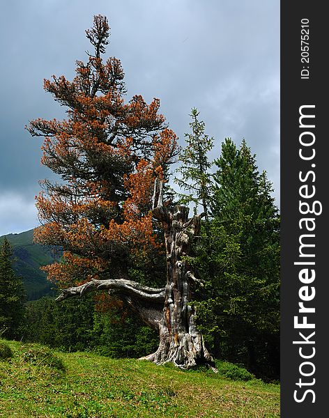This is one co blorful tree in the mountain area of Jungfraujoch in south of Swiss, different from other all green background. This is one co blorful tree in the mountain area of Jungfraujoch in south of Swiss, different from other all green background.