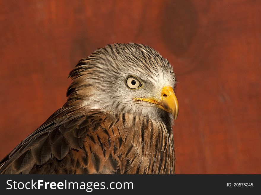 Head study of a Red Kite, recently reintroduced to Wales. Head study of a Red Kite, recently reintroduced to Wales.