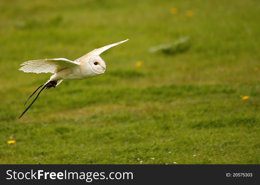 A captive Barn Owl flying trailing his jessie's. A captive Barn Owl flying trailing his jessie's.