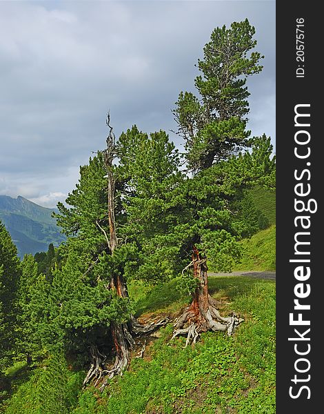 Trees in the mountain hiking road in south of Swiss