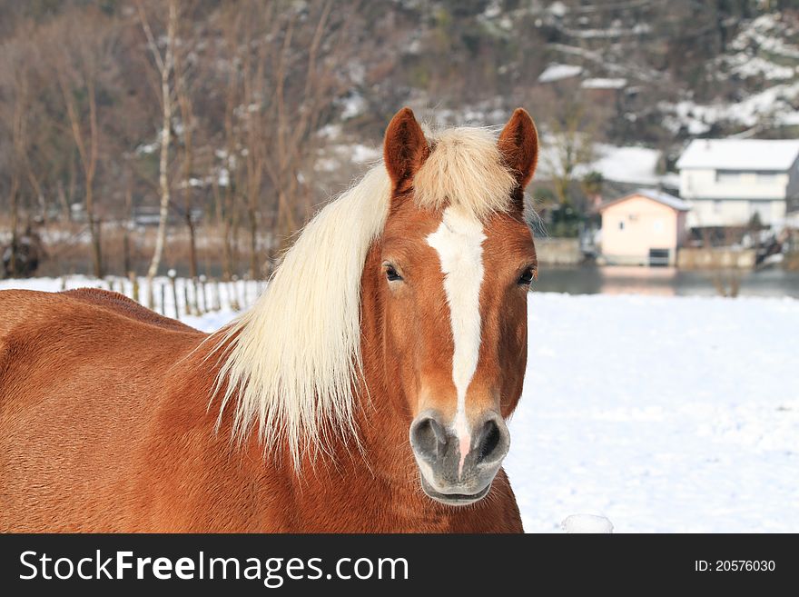 Horses in the snow, during a sunny day