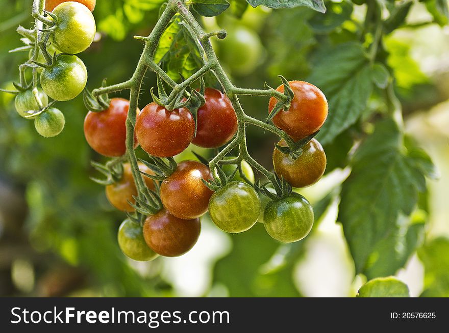 Bunch of tomatoes in their natural environment. Great colors and background.