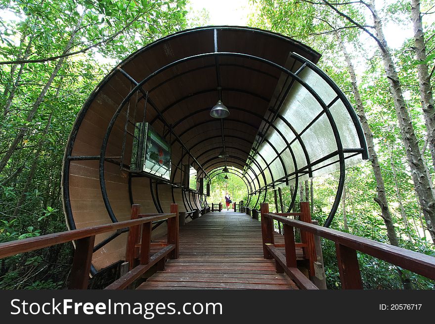 Tunnel in the tropical forest