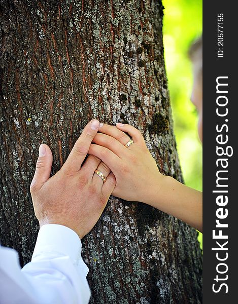 Bride and groom hands on trunk of tree close up