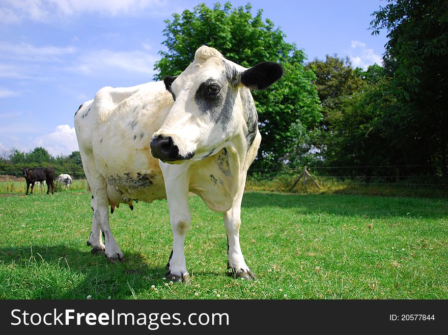 Very friendly white cow in English Countryside. Very friendly white cow in English Countryside