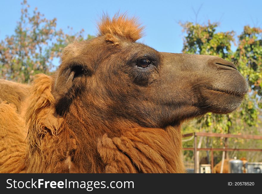 The Bactrian camel is a large even-toed ungulate native to the steppes of central Asia.