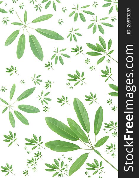 Green Tabebia Leaf Background